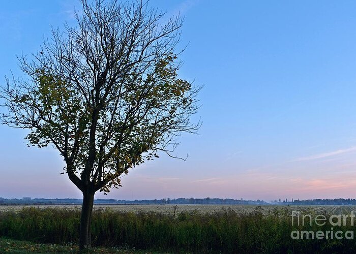 Color Greeting Card featuring the photograph Tree At Dusk #2 by Dariusz Gudowicz