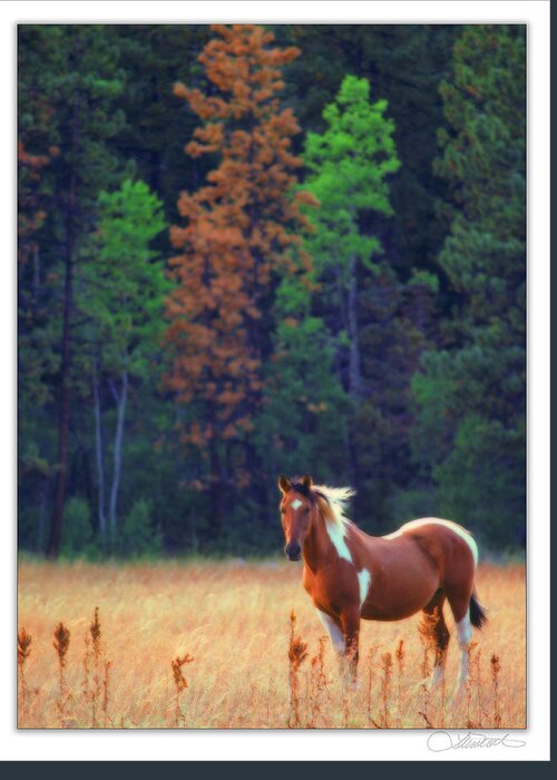Horse Greeting Card featuring the photograph Ungulate in Field #1 by Lar Matre