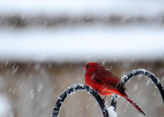 Red Bird Greeting Card featuring the photograph Waiting Out the Snow Storm #1 by Wanda Brandon