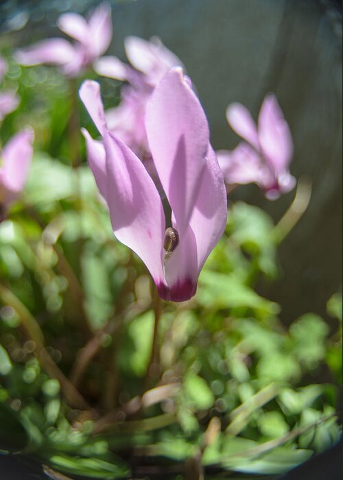 Alone Greeting Card featuring the photograph Wild cyclamen #1 by Michael Goyberg