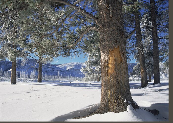 00174291 Greeting Card featuring the photograph Winter In Yellowstone National Park #1 by Tim Fitzharris