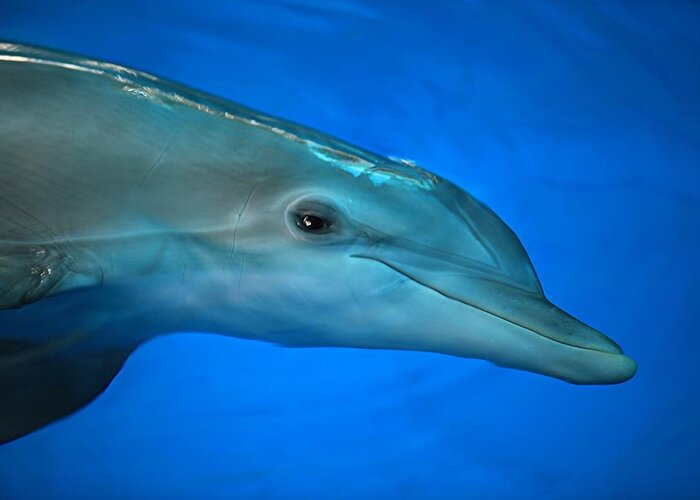 Nature Greeting Card featuring the photograph Winter the Dolphin #1 by Doug McPherson