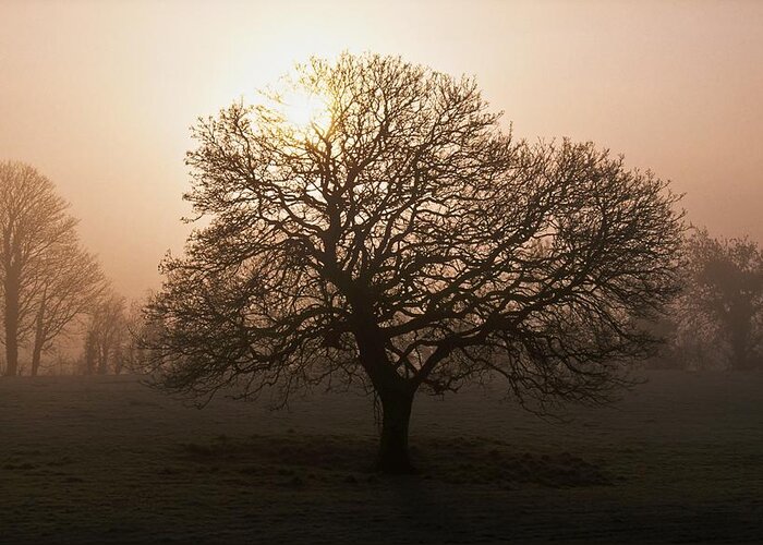 County Donegal Greeting Card featuring the photograph Winter Tree On A Frosty Morning, County #1 by Gareth McCormack