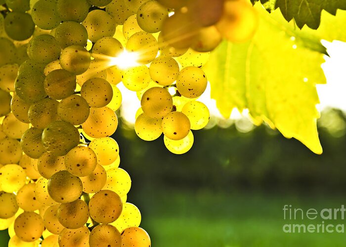 Grape Greeting Card featuring the photograph Yellow grapes in low sun by Elena Elisseeva