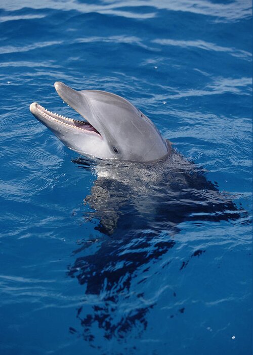 Mp Greeting Card featuring the photograph Bottlenose Dolphin Tursiops Truncatus #10 by Konrad Wothe