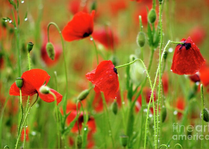 Outdoors Greeting Card featuring the photograph Field of poppies. #10 by Bernard Jaubert