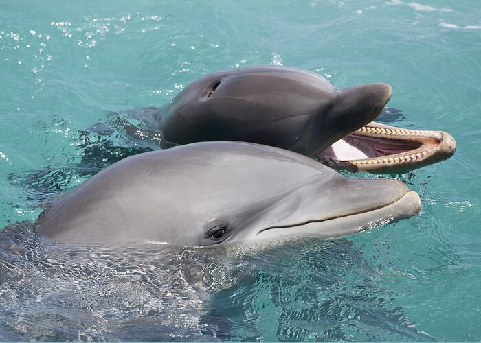 Adult Greeting Card featuring the photograph Atlantic Bottlenose Dolphins #11 by Dave Fleetham