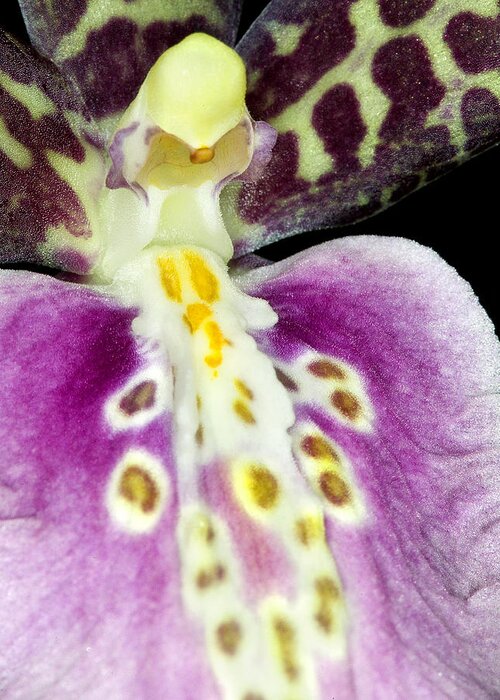 Orchid Greeting Card featuring the photograph Exotic Orchid Flower #11 by C Ribet