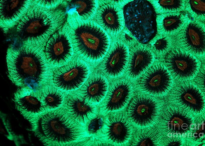 Animal Greeting Card featuring the photograph Fluorescent Coral In Uv Light #11 by Ted Kinsman