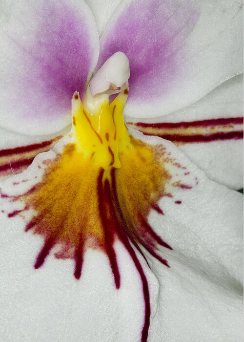 Orchid Greeting Card featuring the photograph Exotic Orchid Flowers of C Ribet #14 by C Ribet