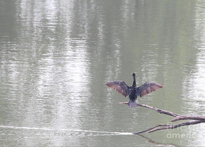 Nature Greeting Card featuring the photograph Double-crested Cormorant #17 by Jack R Brock