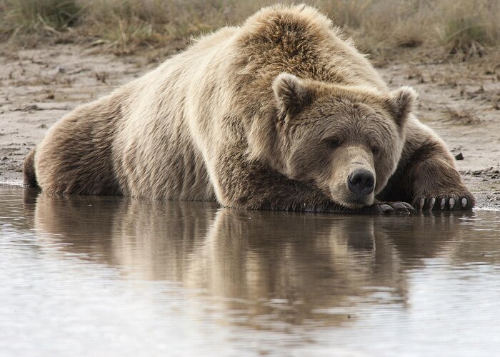 Mp Greeting Card featuring the photograph Grizzly Bear Ursus Arctos Horribilis #17 by Matthias Breiter