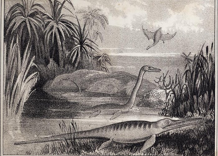 Buckland Greeting Card featuring the photograph 1837 Extinct Prehistoric Animals Dorset by Paul D Stewart