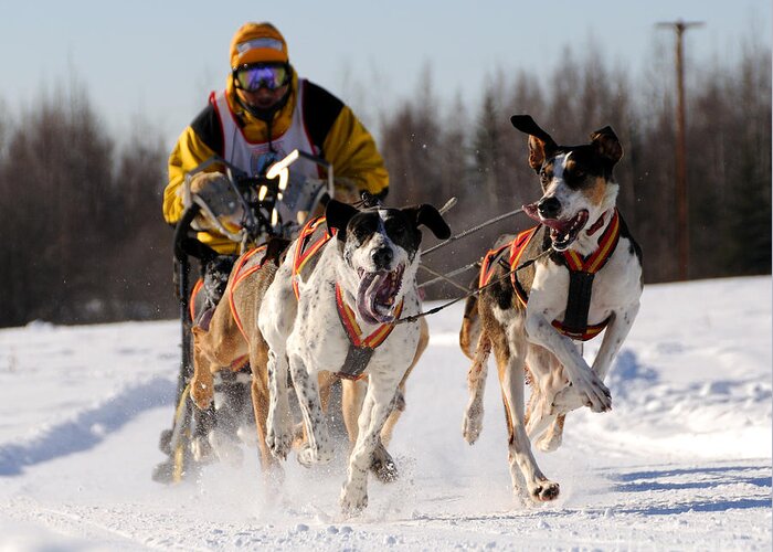 Alaska Greeting Card featuring the photograph 2011 Limited North American Sled Dog Race #1 by Gary Whitton