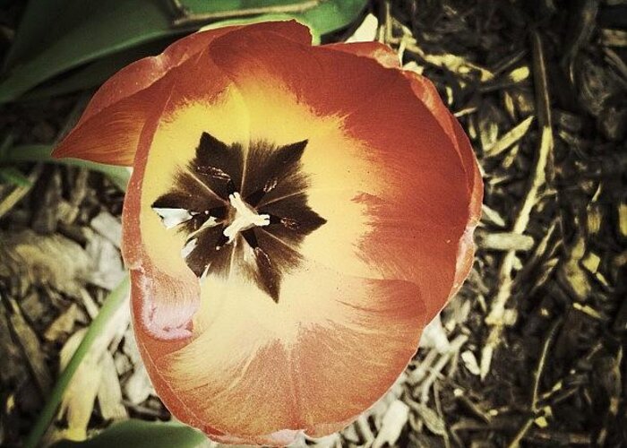 Mobilephotography Greeting Card featuring the photograph Brooklyn Flower #2 by Natasha Marco