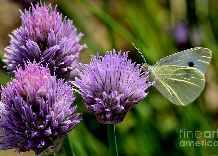 Cabbage White Greeting Card featuring the photograph Butterfly on Chives #2 by Thomas R Fletcher