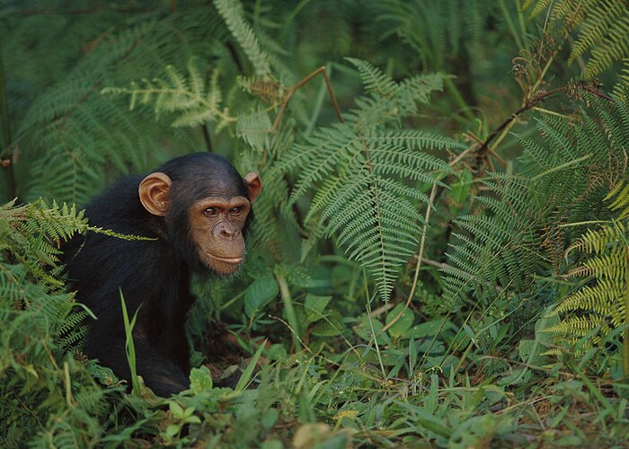 00620020 Greeting Card featuring the photograph Chimpanzee on Forest Floor by Cyril Ruoso