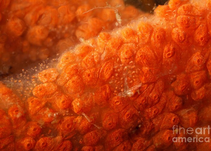 Bowerbank's Halichondria Greeting Card featuring the photograph Close-up Of Live Sponge #2 by Ted Kinsman