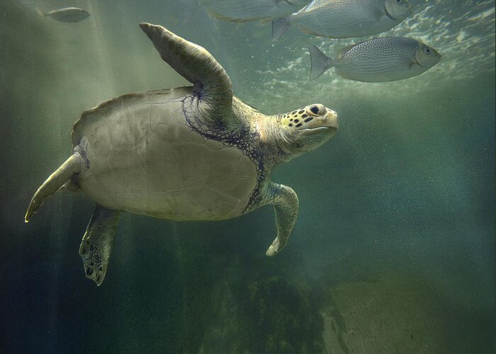 Mp Greeting Card featuring the photograph Green Sea Turtle Chelonia Mydas #2 by Tim Fitzharris