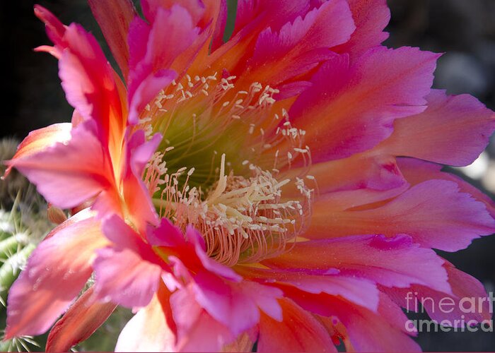 Cactus Greeting Card featuring the photograph Hot pink cactus flower #2 by Jim And Emily Bush