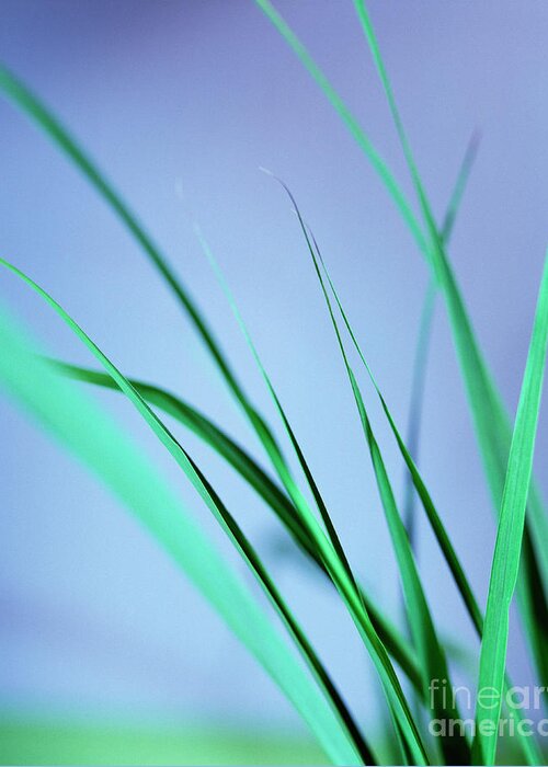 Leaves Greeting Card featuring the photograph Lemon Grass Leaves #2 by Lawrence Lawry