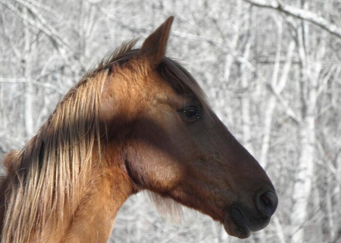 Horse Greeting Card featuring the photograph Like My Profile by Kim Galluzzo Wozniak