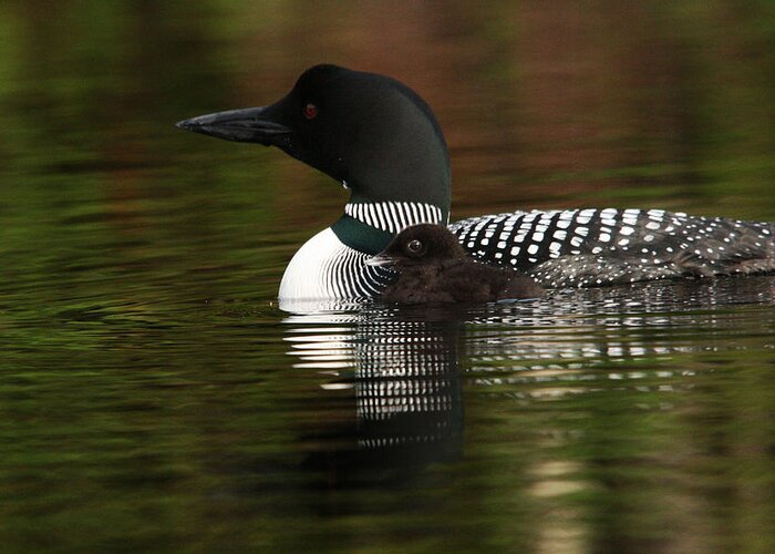 Loon Greeting Card featuring the photograph Loon and New Born Chick #2 by Benjamin Dahl