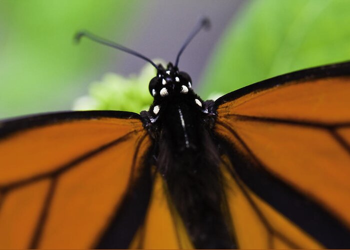 Monarch Greeting Card featuring the photograph Monarch #2 by Perla Copernik