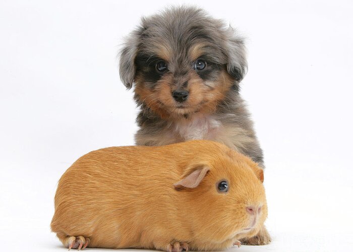 Animal Greeting Card featuring the photograph Puppy And Guinea Pig #2 by Mark Taylor
