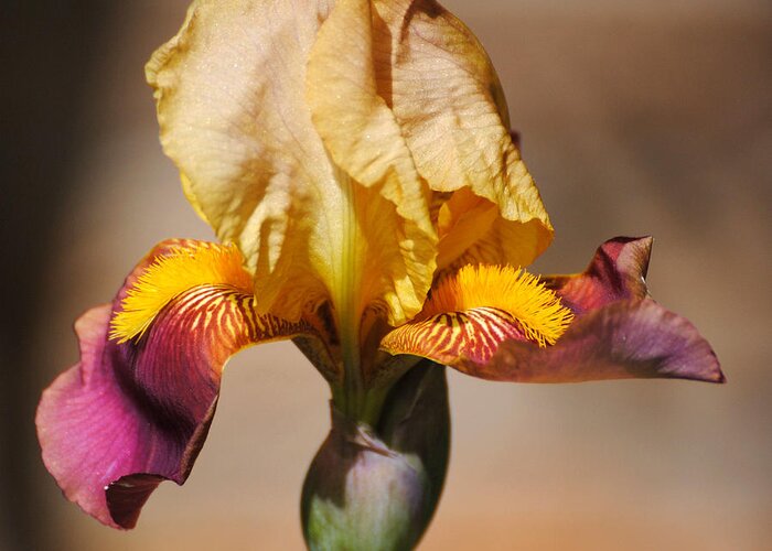Beautiful Iris Greeting Card featuring the photograph Purple and Yellow Iris #2 by Jai Johnson