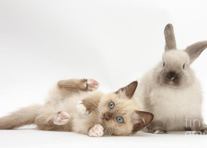Nature Greeting Card featuring the photograph Ragdoll-cross Kitten And Young #2 by Mark Taylor