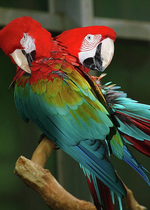 Hovind Greeting Card featuring the photograph 2 Red Macaws by Scott Hovind