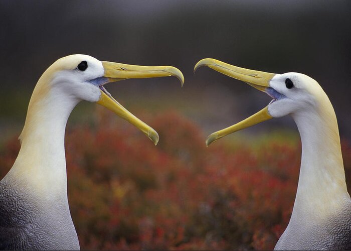 Mp Greeting Card featuring the photograph Waved Albatross Phoebastria Irrorata #2 by Tui De Roy