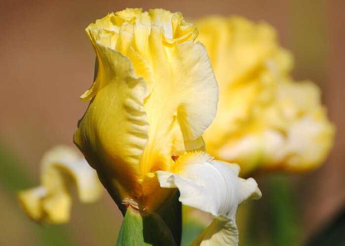 Beautiful Iris Greeting Card featuring the photograph Yellow and White Iris by Jai Johnson