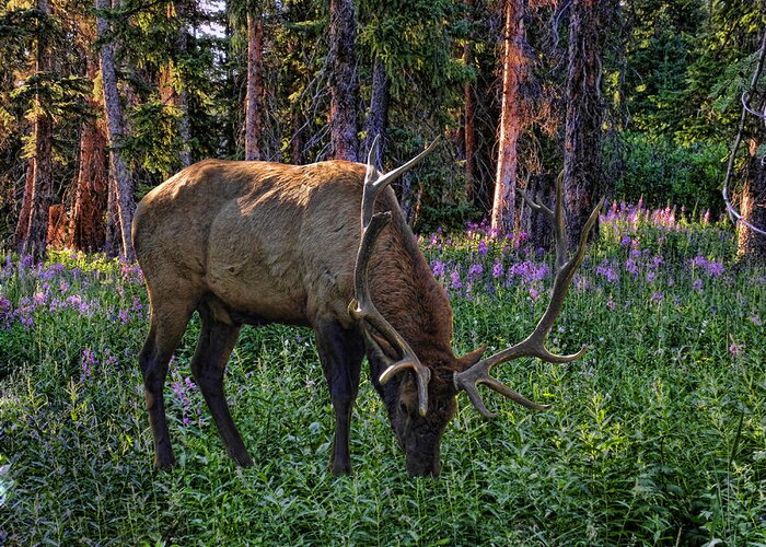 Elk Greeting Card featuring the photograph 2374 by Peter Holme III