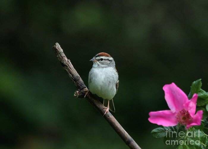 Nature Greeting Card featuring the photograph Chipping Sparrow #26 by Jack R Brock