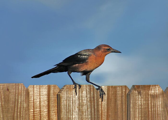 Grackle Greeting Card featuring the photograph 27- Grackle by Joseph Keane