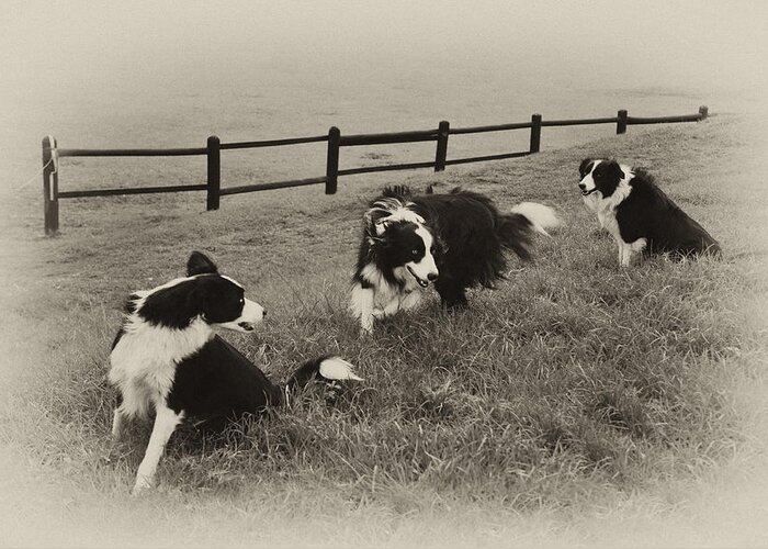 Collies Greeting Card featuring the photograph 3 Collies by Miguel Capelo