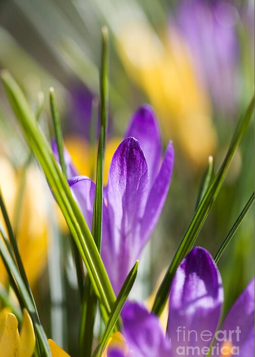 Crocus Greeting Card featuring the photograph Crocuses #3 by Kati Finell