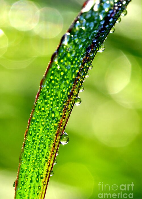 Dew Greeting Card featuring the photograph Dewdrops on Lemongrass #3 by Thomas R Fletcher