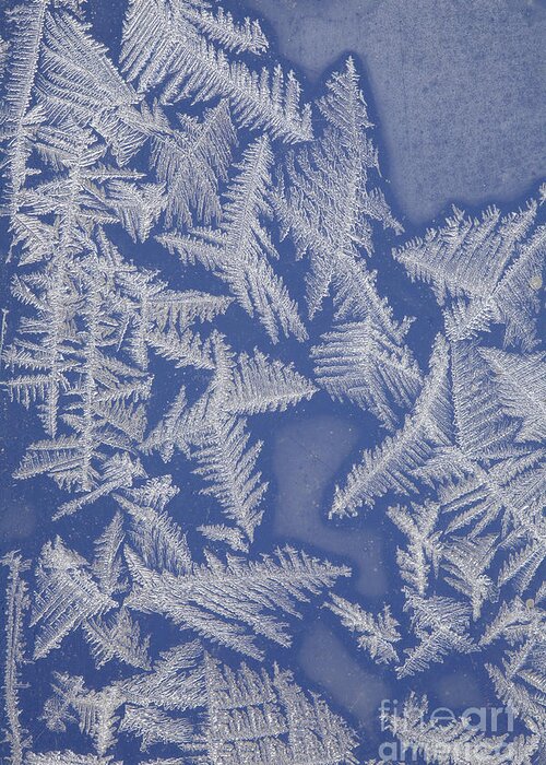 Frost Greeting Card featuring the photograph Frost On A Window #3 by Ted Kinsman