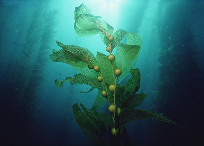 Channel Islands National Park Greeting Card featuring the photograph Giant Kelp Macrocystis Pyrifera Forest #3 by Flip Nicklin