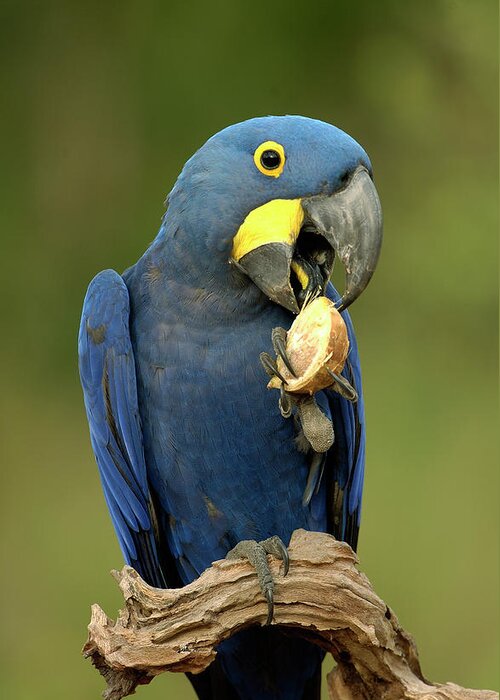 Mp Greeting Card featuring the photograph Hyacinth Macaw Anodorhynchus #3 by Pete Oxford