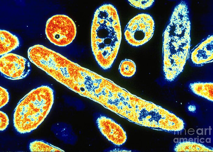 Transmitted Greeting Card featuring the photograph Legionella Pneumophila #3 by Science Source