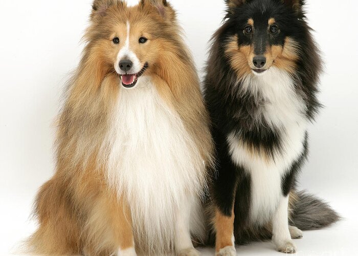 Animal Greeting Card featuring the photograph Shelties #3 by Jane Burton