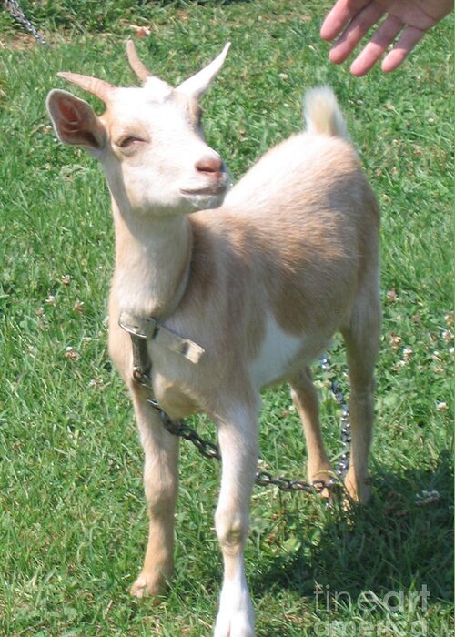Goat Greeting Card featuring the photograph Smile #3 by Marlene Robbins