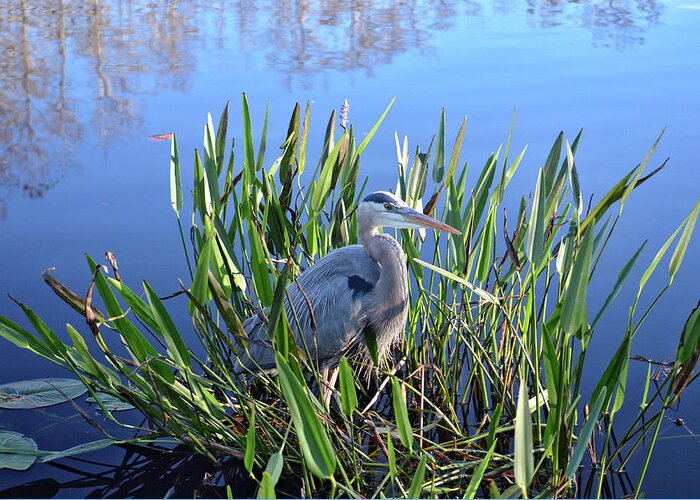 Great Blue Heron Greeting Card featuring the photograph 30- Great Blue Heron by Joseph Keane