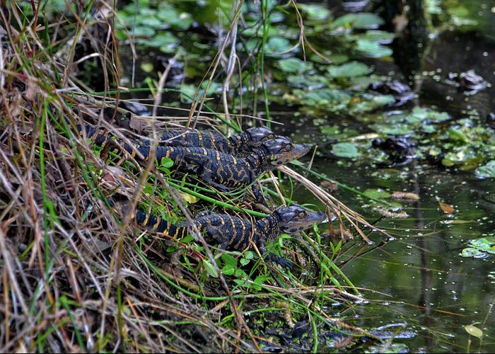 Alligator Hatchlings Greeting Card featuring the photograph 33- Alligator Hatchlings by Joseph Keane