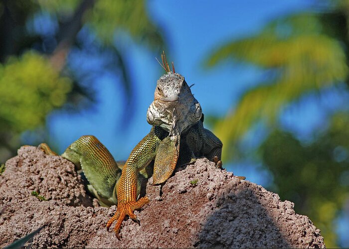 Iguana Greeting Card featuring the photograph 36- King Of The Hill by Joseph Keane