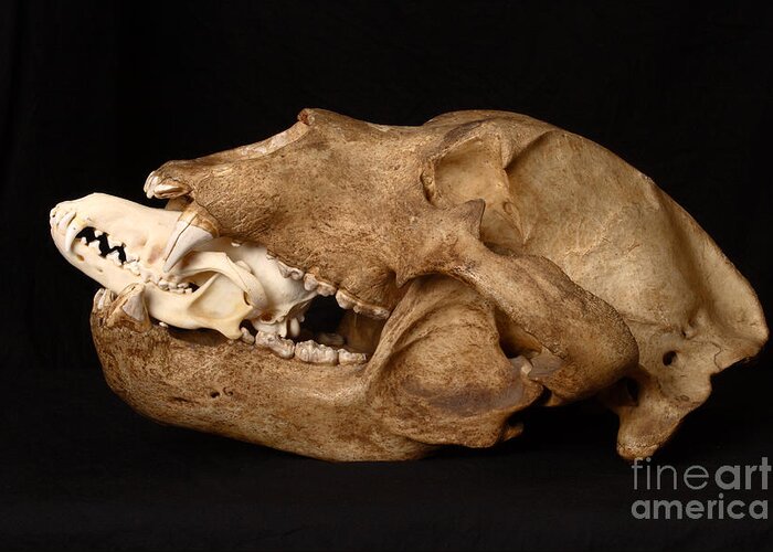Alaskan Brown Bear Greeting Card featuring the Kodiak Bear Skull With Coyote Skull #4 by Ted Kinsman
